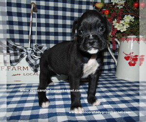 Boxer Puppy for Sale in CABOOL, Missouri USA