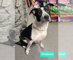 Small Photo #4 Borador Puppy For Sale in Richmond, IN, USA