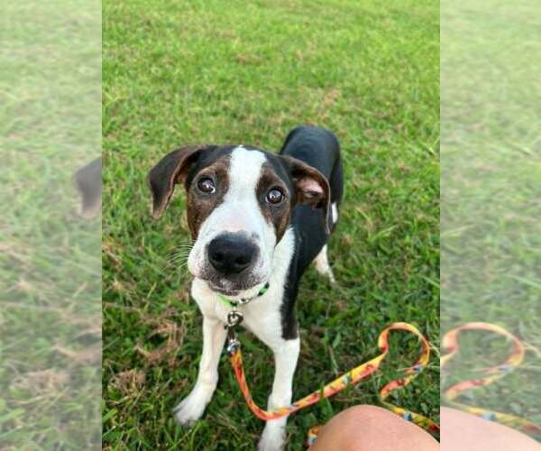 Medium Photo #3 Beagle-Unknown Mix Puppy For Sale in Aurora, IN, USA
