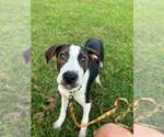 Small #2 Beagle Mix