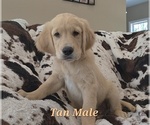 Puppy Tan Male Golden Retriever