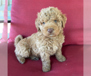 Goldendoodle-Poodle (Miniature) Mix Puppy for sale in MYERSTOWN, PA, USA