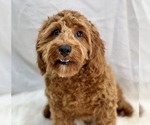 Small Photo #8 Cavapoo Puppy For Sale in DUNDEE, OH, USA