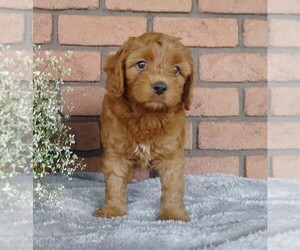Labradoodle-Poodle (Miniature) Mix Puppy for sale in FREDERICKSBG, OH, USA