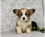Small #21 Pembroke Welsh Corgi