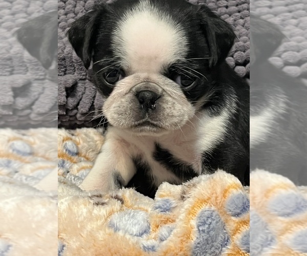 Medium Photo #4 Pug Puppy For Sale in SPRING CITY, PA, USA