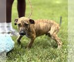 Small #1 Catahoula Leopard Dog Mix