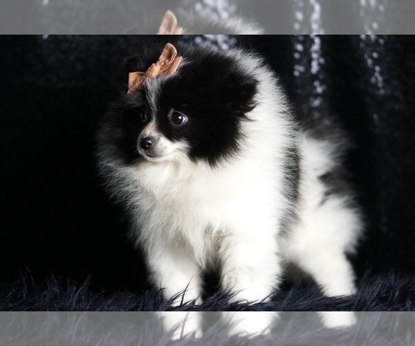 Medium Photo #86 Pomeranian Puppy For Sale in WARSAW, IN, USA