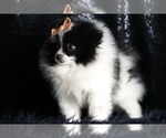 Small Photo #86 Pomeranian Puppy For Sale in WARSAW, IN, USA