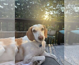 Mutt Dogs for adoption in Springdale, PA, USA