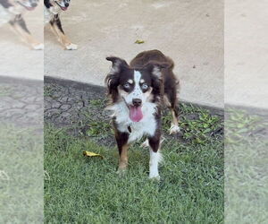 Australian Shepherd Dogs for adoption in Dallas, TX, USA