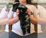Small Photo #36 Bernedoodle-Golden Mountain Dog Mix Puppy For Sale in DAVIS, CA, USA