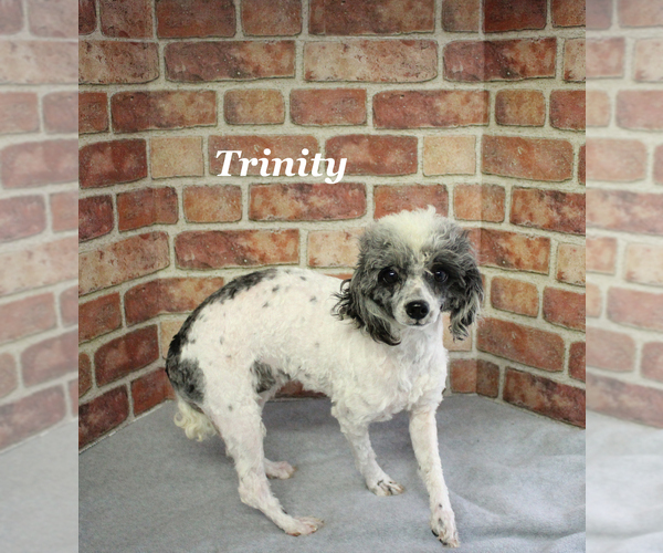 Medium Photo #20 Poodle (Miniature) Puppy For Sale in CHANUTE, KS, USA