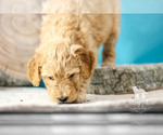 Small Photo #2 Goldendoodle Puppy For Sale in CARLOCK, IL, USA
