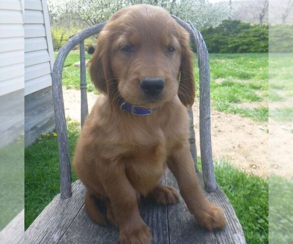 Medium Photo #1 Golden Irish Puppy For Sale in BLAIN, PA, USA