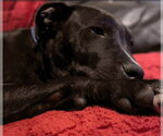 Roscoe - Male Staffordshire Bull Terrier Dog for Adoption - Small photo