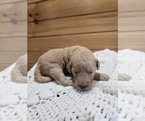 Labradoodle Puppy for sale in WILLIAMSTOWN, KY, USA