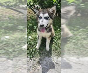 Huskies -Unknown Mix Dogs for adoption in San Antonio, TX, USA