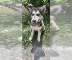 Small Huskies  Mix
