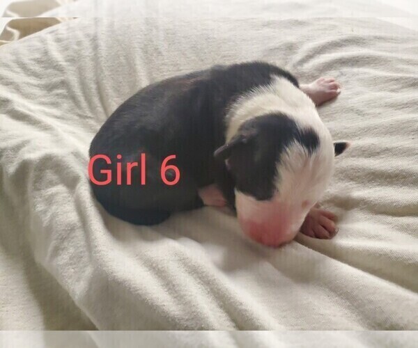 Medium Photo #1 Border Collie Puppy For Sale in BOARDMAN, OR, USA