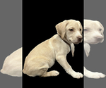 Puppy 6 American Staffordshire Terrier-Labrador Retriever Mix
