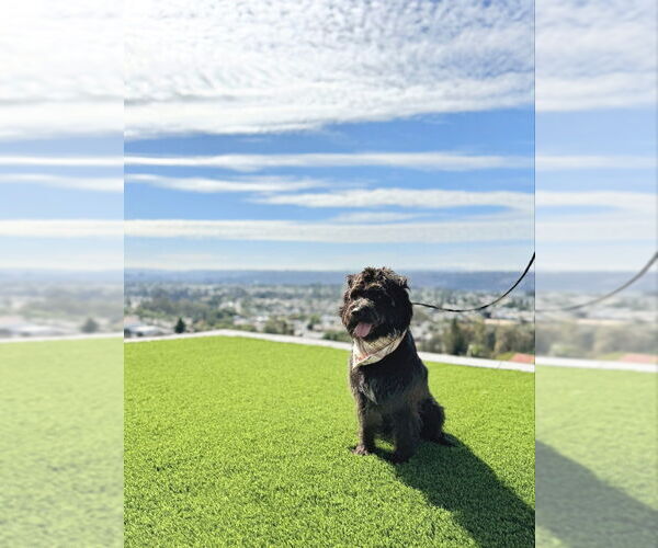 Medium Photo #4 Mutt Puppy For Sale in San Diego, CA, USA