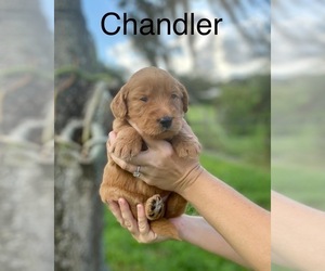 Goldendoodle Puppy for sale in BRADENTON, FL, USA