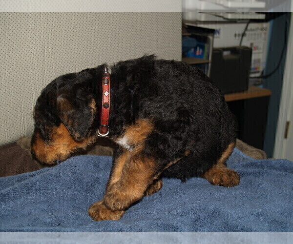 Medium Photo #3 Airedale Terrier Puppy For Sale in CHARLESTOWN, IN, USA