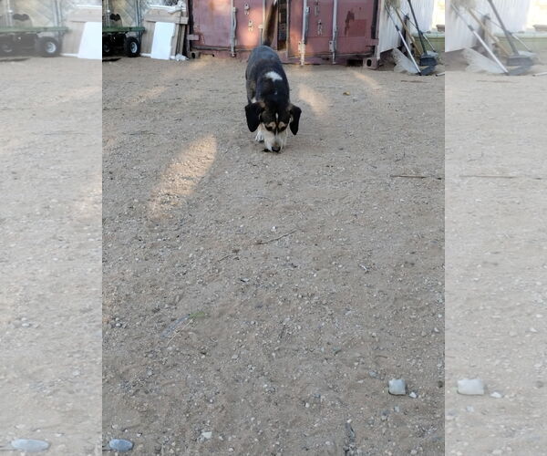 Medium Photo #4 Beagle-Unknown Mix Puppy For Sale in Apple Valley, CA, USA