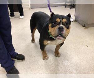 American Bulldog Dogs for adoption in Riverside, CA, USA