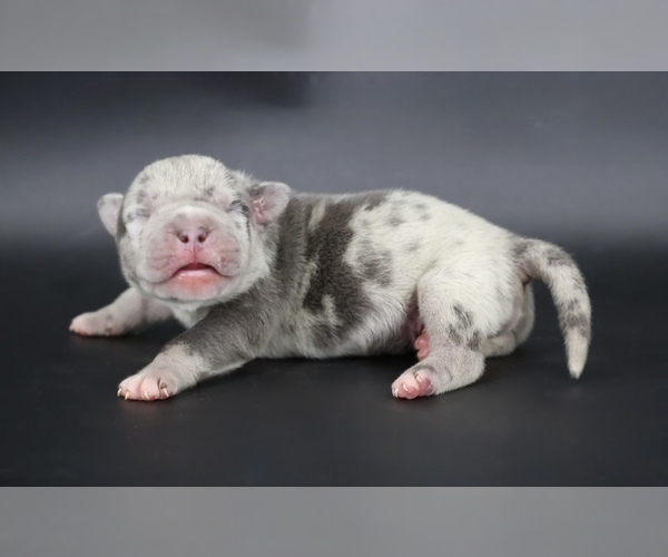 Medium Photo #1 American Bully Puppy For Sale in CHAMPAIGN, IL, USA