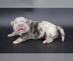 American Bully Puppy for sale in CHAMPAIGN, IL, USA