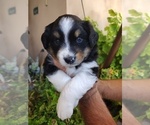 Small Photo #15 Australian Shepherd Puppy For Sale in LA MIRADA, CA, USA