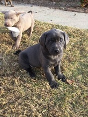 Labrador Retriever Puppy for sale in FAYETTEVILLE, AR, USA