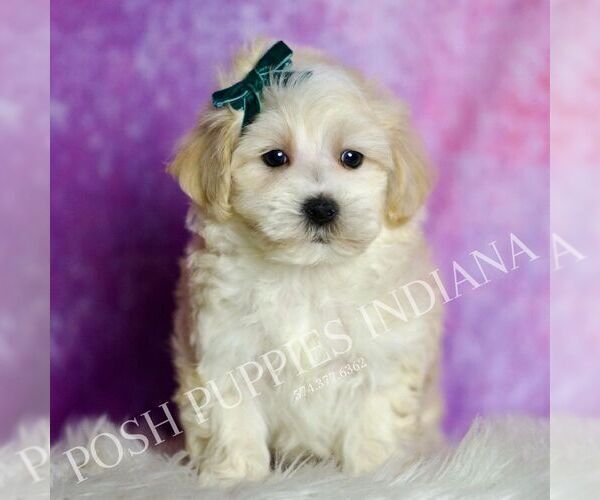 Medium Photo #7 Maltipoo (Miniature) Puppy For Sale in WARSAW, IN, USA