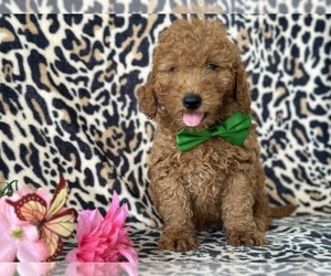 Goldendoodle (Miniature) Puppy for sale in LANCASTER, PA, USA