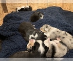 Small Photo #8 Miniature Australian Shepherd Puppy For Sale in WHITE SALMON, WA, USA