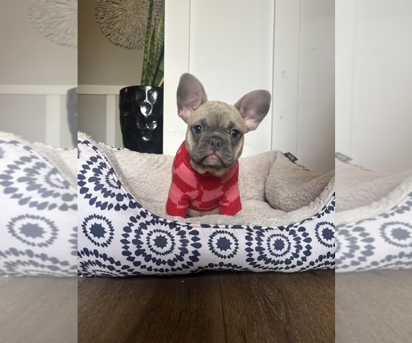 Medium Photo #9 French Bulldog Puppy For Sale in VIRGINIA BEACH, VA, USA