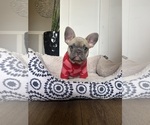 Small #8 French Bulldog