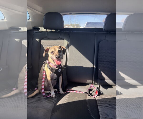 Medium Photo #5 Chihuahua Puppy For Sale in York, SC, USA