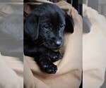 Small Photo #23 Labrador Retriever Puppy For Sale in STROUD, OK, USA