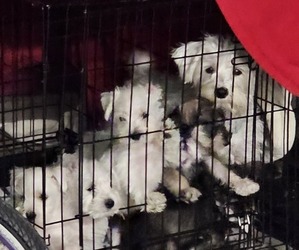 Schnauzer (Miniature) Puppy for Sale in GALT, California USA