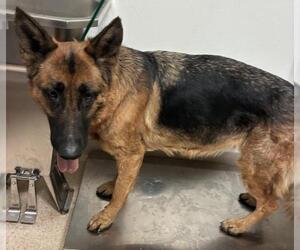 German Shepherd Dog Dogs for adoption in Bakersfield, CA, USA