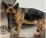 Small German Shepherd Dog