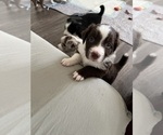 Puppy Pretty Girl Border-Aussie