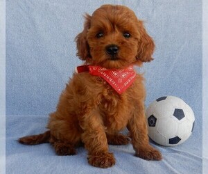 Goldendoodle (Miniature) Puppy for sale in MILLERSBURG, OH, USA
