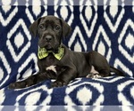 Small Photo #6 Great Dane Puppy For Sale in LAKELAND, FL, USA