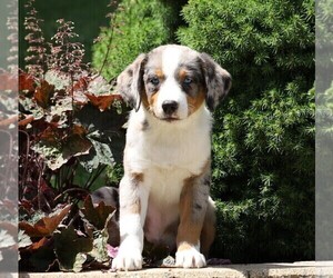 Australian Shepherd-Unknown Mix Puppy for sale in FREDERICKSBG, OH, USA