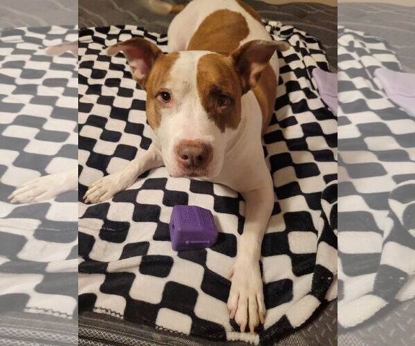 Medium Photo #1 American Pit Bull Terrier-Unknown Mix Puppy For Sale in Chandler, AZ, USA