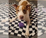 Small American Pit Bull Terrier Mix
